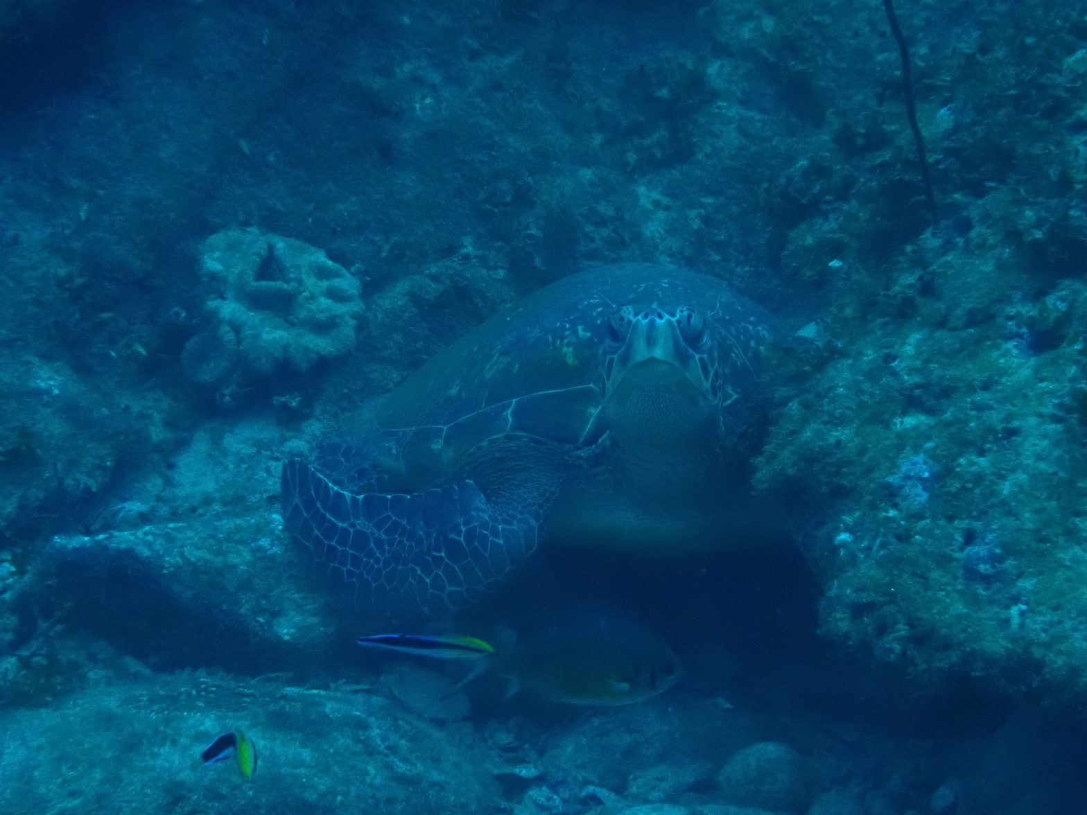 種子島のアオウミガメ　まじまじと見つめ合った